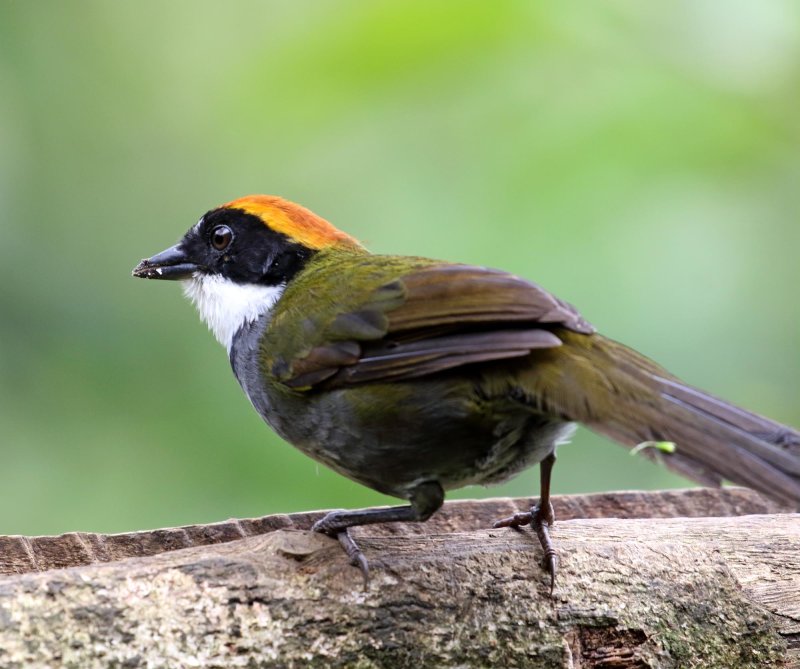 Chestnut-capped Brushfinch_8844.jpg