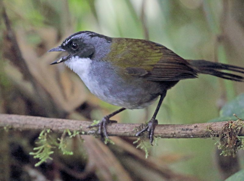 Grey-browed Brushfinch_9765.jpg