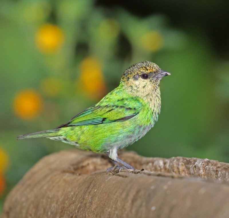 Black-capped Tanager - female_8724.jpg