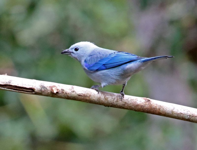 Blue-grey Tanager_2024.jpg
