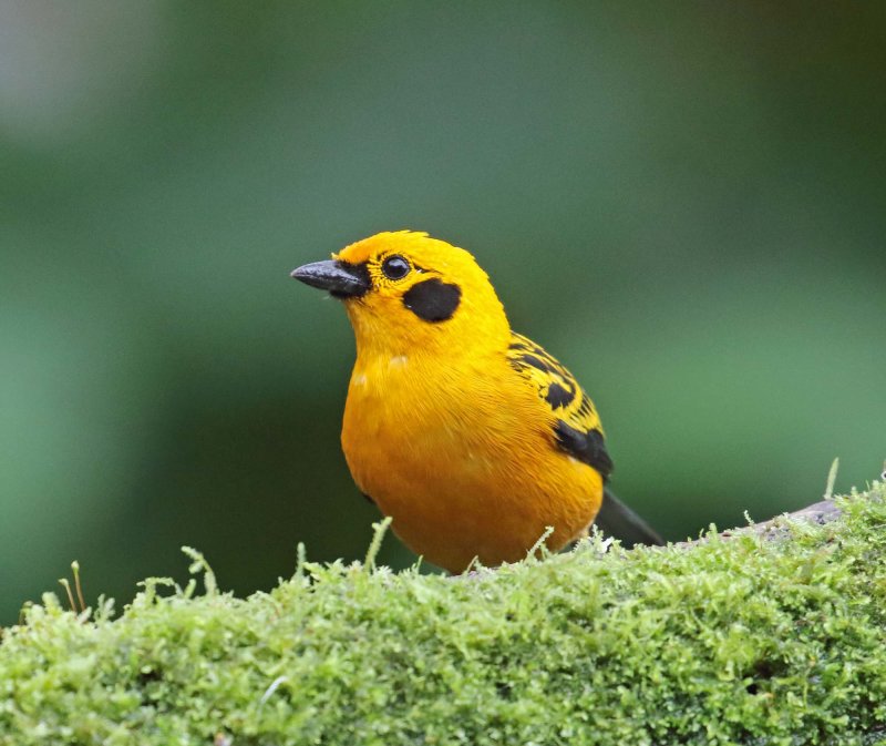 Golden Tanager_8111.jpg