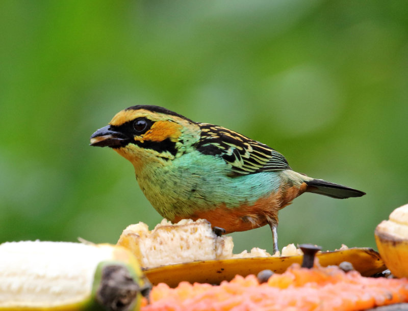 Golden-eared Tanager_2252.jpg