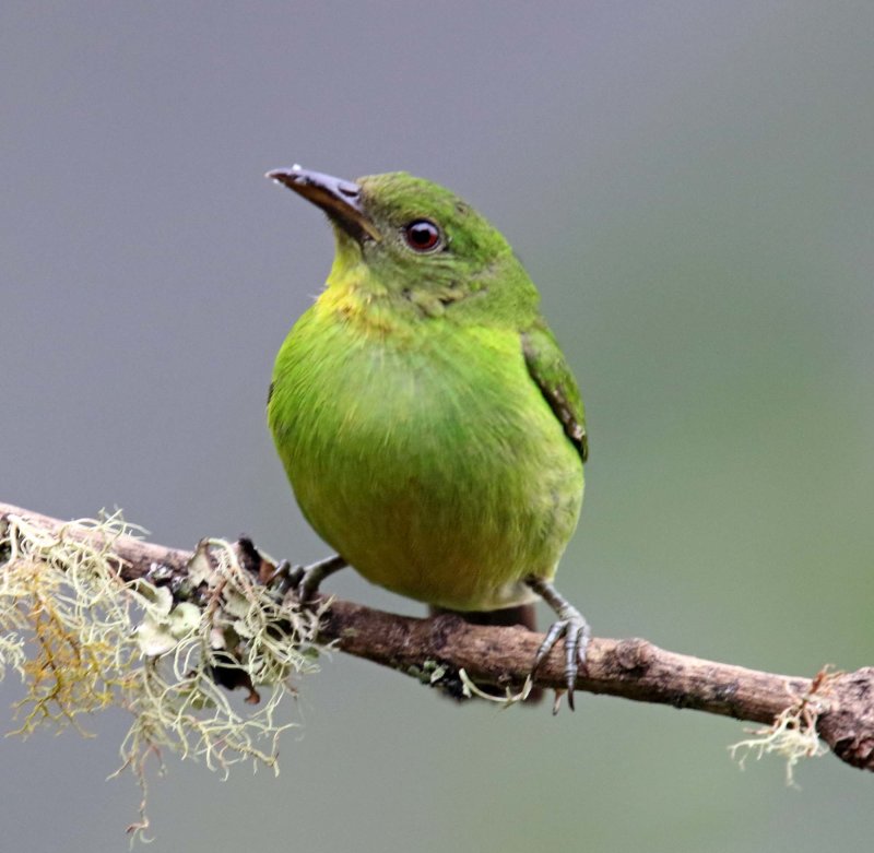 Green Honeycreeper - female_9539.jpg