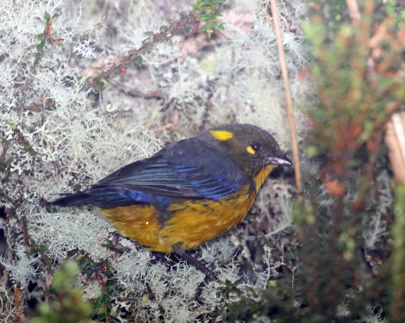 Lachrimose Mountain-Tanager_0635.jpg