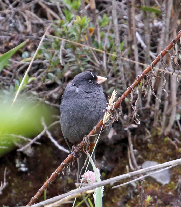 Paramo Seedeater - male_0370.jpg