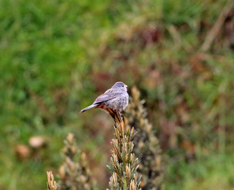 Plain-colored Seedeater male_0501.jpg