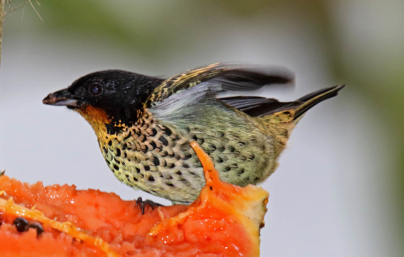 Rufous-throated Tanager_8990.jpg