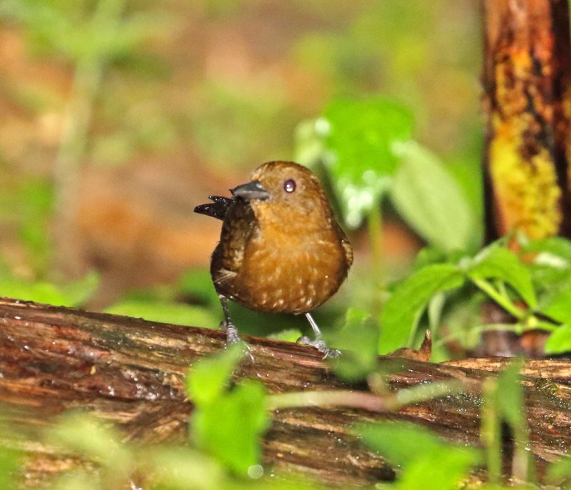 Tawny-crested Tanager - female_9511.jpg