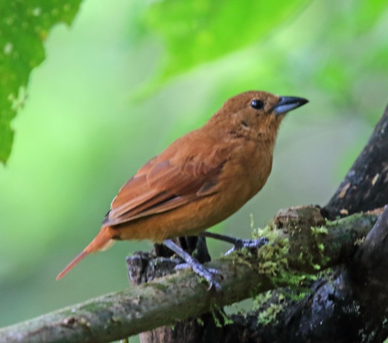 White-lined Tanager - female_8827.jpg