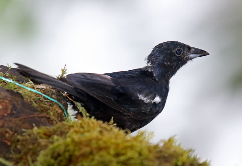 White-lined Tanager - male molting_9364.jpg