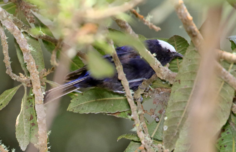 Capped Conebill_1093.jpg