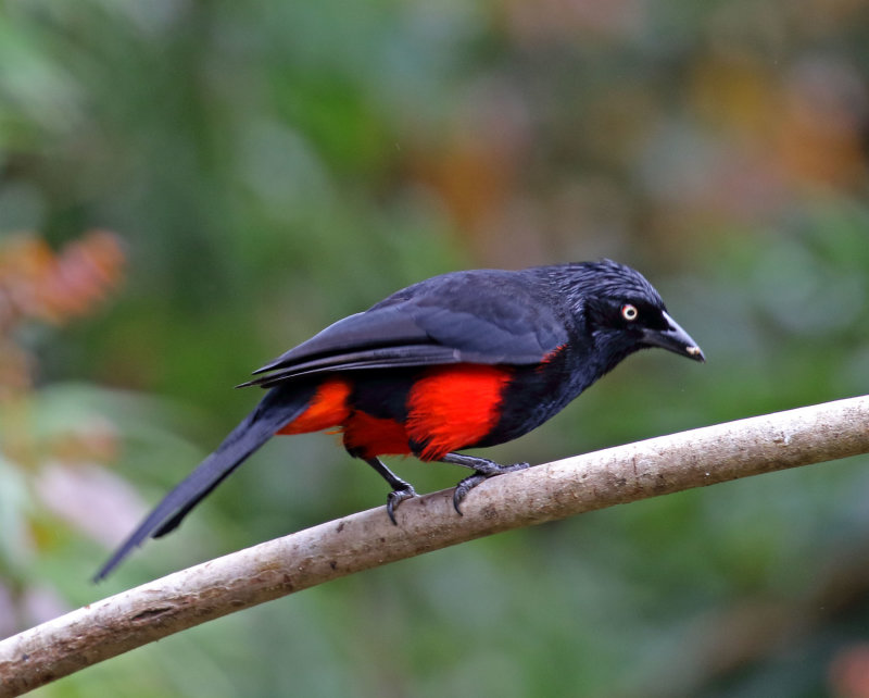 Red-bellied Grackle_3604.jpg