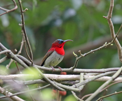 Crimson Sunbird - male_2935.jpg