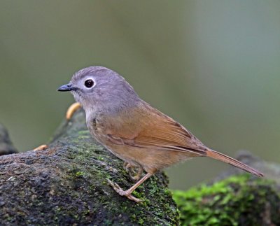 Fulvettas and Ground Babblers