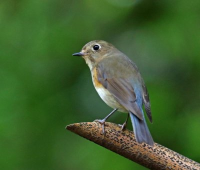 Red-flanked Bluetail_3555.jpg