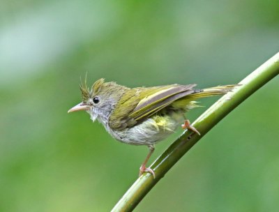 White-bellied Erpornis_3447.jpg