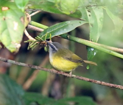 Yellow-bellied Warbler_3175.jpg