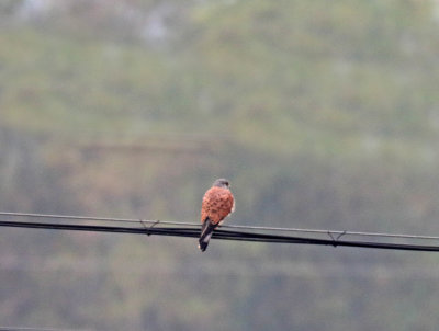 Common Kestrel - male_2984.jpg