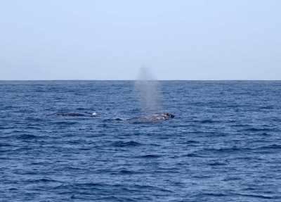 Gray Whale_2444.jpg