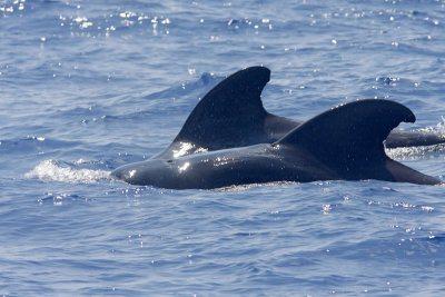 Short-finned_Pilot Whale_4428.jpg