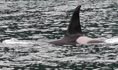 Killer Whale (Orca)_6434.jpg