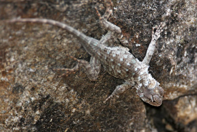 Clark's Spiny Lizard_2045.jpg