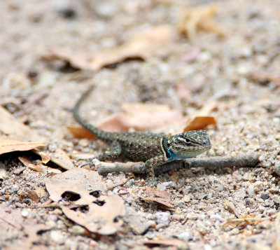 Yarrow's Spiny Lizard_1397.jpg