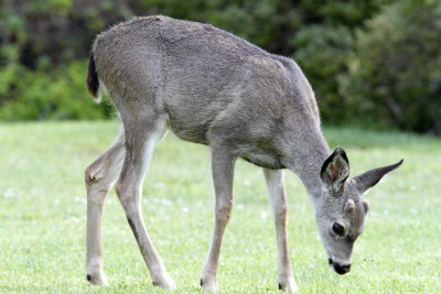Mule Deer - female_0061.jpg