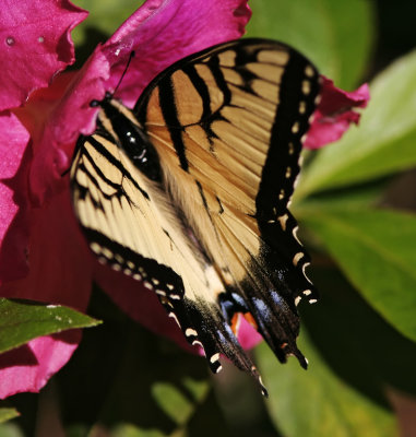 Eastern Tiger Swallowtail - yellow female_1251.jpg