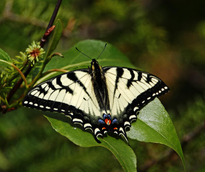 Canadian Tiger Swallowtail_0191.jpg