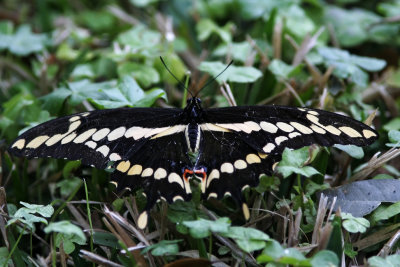 Giant Tiger Swallowtail_1448.jpg