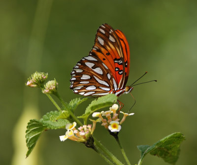Gulf Fritillary_5025.jpg
