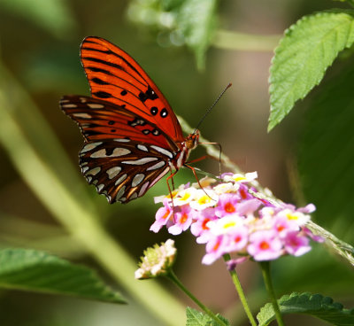 Gulf Fritillary_5037.jpg
