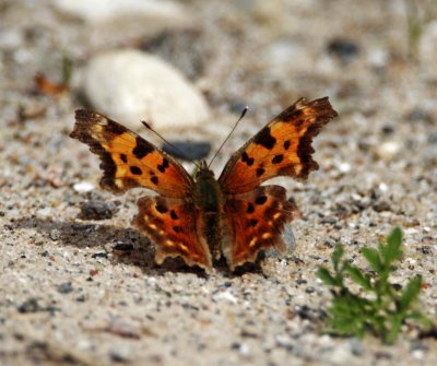 Eastern Comma - winter form_0166.jpg