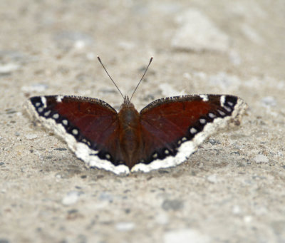 Mourning Cloak_0207.jpg