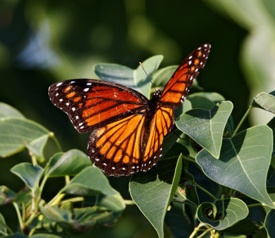 Viceroy_5304.jpg