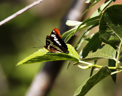 Lorquin's Admiral_0715.jpg