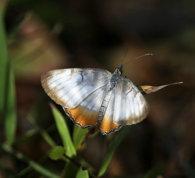 Common Mestra_0187.jpg