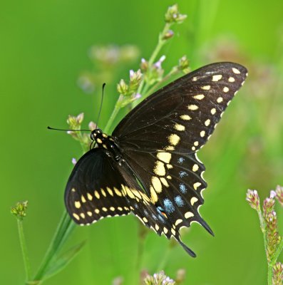 Black Swallowtail - male_4044.jpg