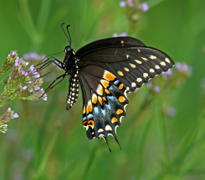 Black Swallowtail - male_4040.jpg