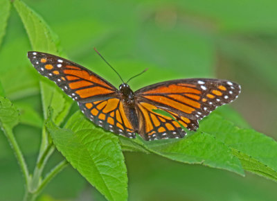 Viceroy_4077.jpg