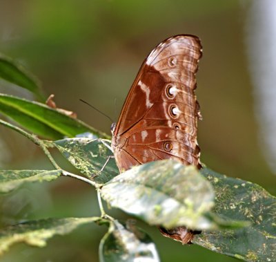 Blue_Morpho_7999.jpg