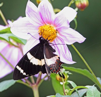 Magnificent_Swallowtail_0605.jpg