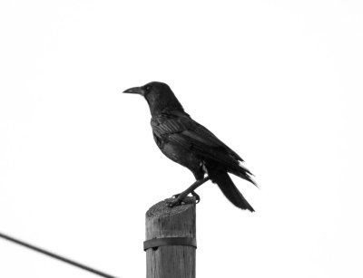 Cape Crow_3093.jpg