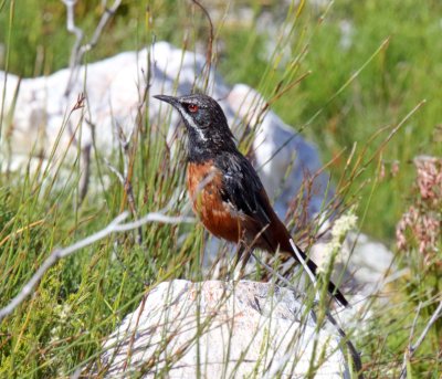 Cape Rockjumper - male_2599.jpg