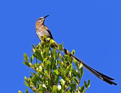 Cape Sugarbird - male_2146.jpg