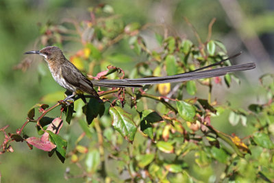 Cape Sugarbird - male_8785.jpg