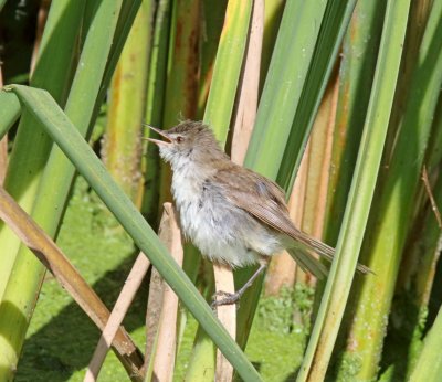Reed Warblers and allies