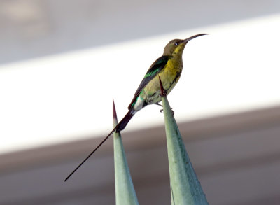 Malachite Sunbird - male non-breeding_9146.jpg