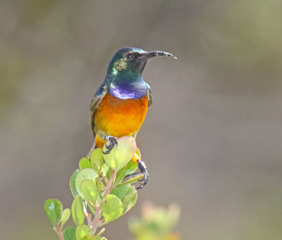 Orange-breasted Sunbird - male_9389.jpg